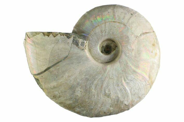 Silver Iridescent Ammonite (Cleoniceras) Fossil - Madagascar #345606